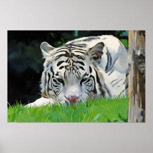 Watcher in the Grass – White Tiger Portrait Poster