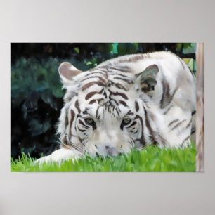 Watcher in the Grass – White Tiger Portrait Poster