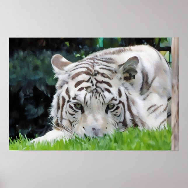Watcher in the Grass – White Tiger Portrait Poster (Front)