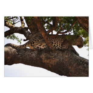 Watchful
