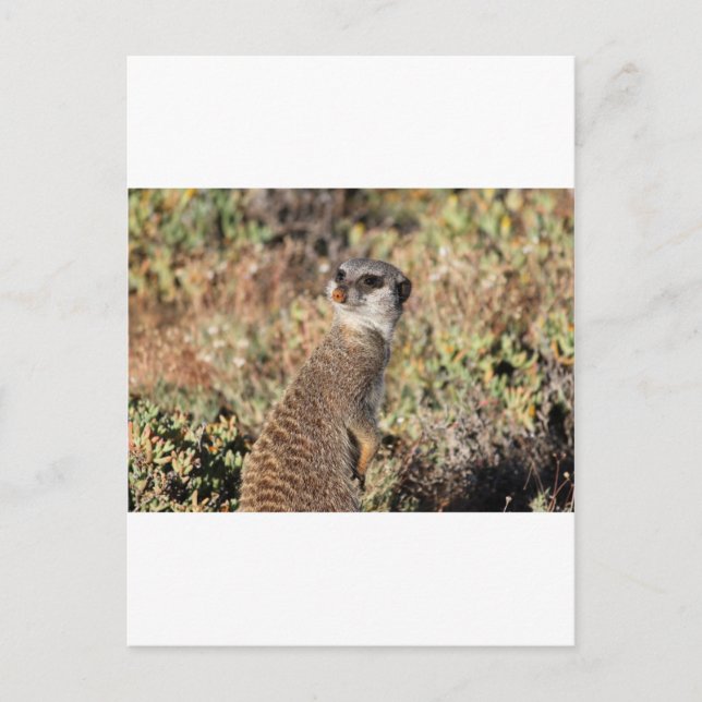 Watchful meerkat postcard (Front)