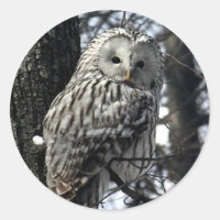 Watchful Owl