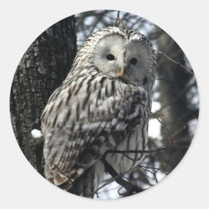 Watchful Owl Classic Round Sticker