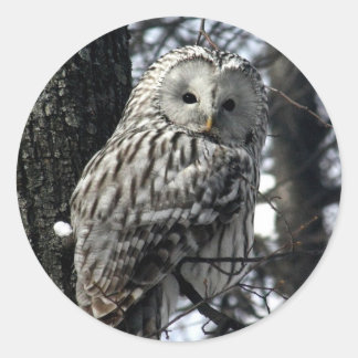 Watchful Owl Classic Round Sticker