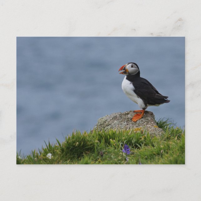 Watchful Puffin Postcard (Front)