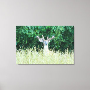 Watchful Whitetail Deer (Summer) Canvas Print