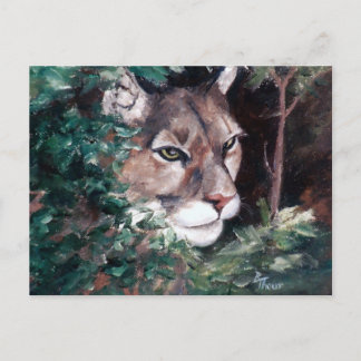 Watching Cougar Postcard