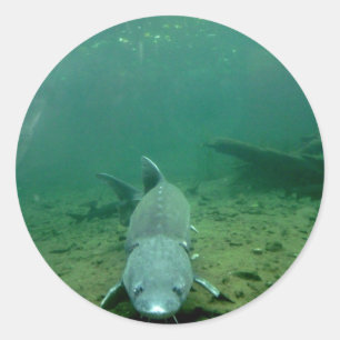 Watching Monster Classic Round Sticker