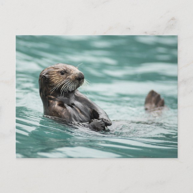 Watching Sea Otter Postcard (Front)