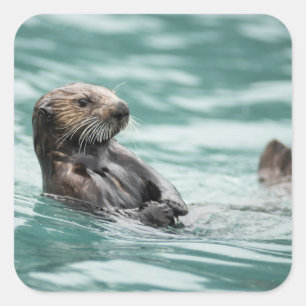 Watching Sea Otter Square Sticker