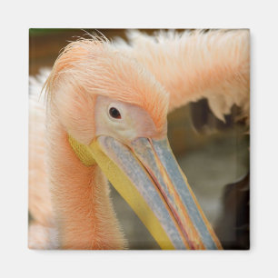 Watching You Pelican Magnet