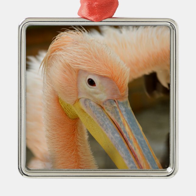 Watching You Pelican Ornament (Front)