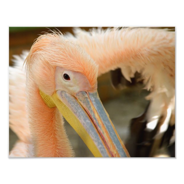 Watching You Pelican Photo Print (Front)