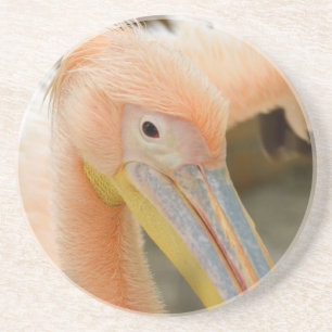 Watching You Pelican Sandstone Coaster