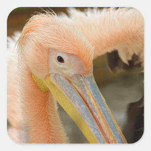 Watching You Pelican Sticker