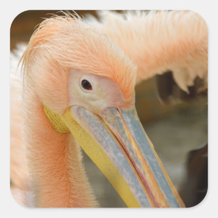 Watching You Pelican Sticker