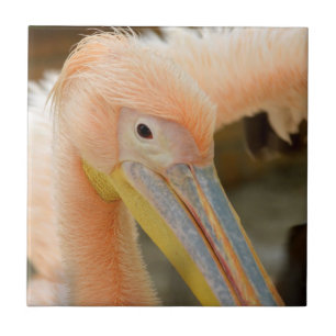 Watching You Pelican Tile