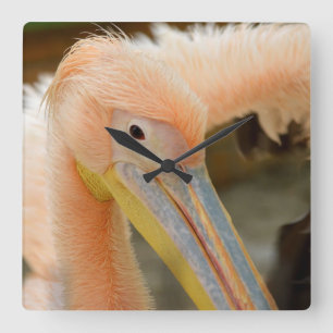 Watching You Pelican Wall Clock