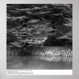 Water and Trees near UC San Francisco, 1966 Poster