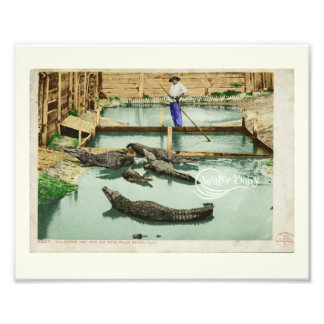 Water Baby Alligator Joe  Photo Print