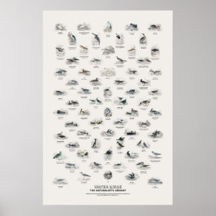 Water Birds - Naturalist's Library Poster