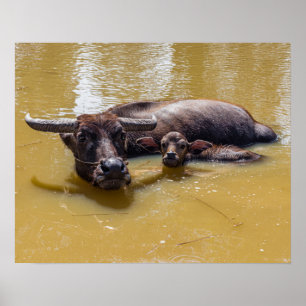 Water Buffalo and Calf Poster