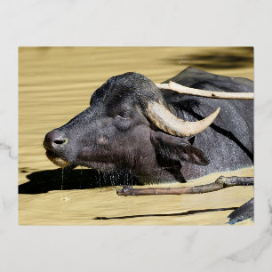 Water buffalo (Bubalus bubalis) swimming in pond Foil Holiday Postcard