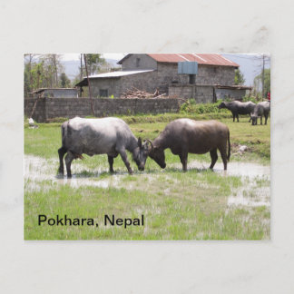 Water Buffalo Playfully Butting Heads Postcard