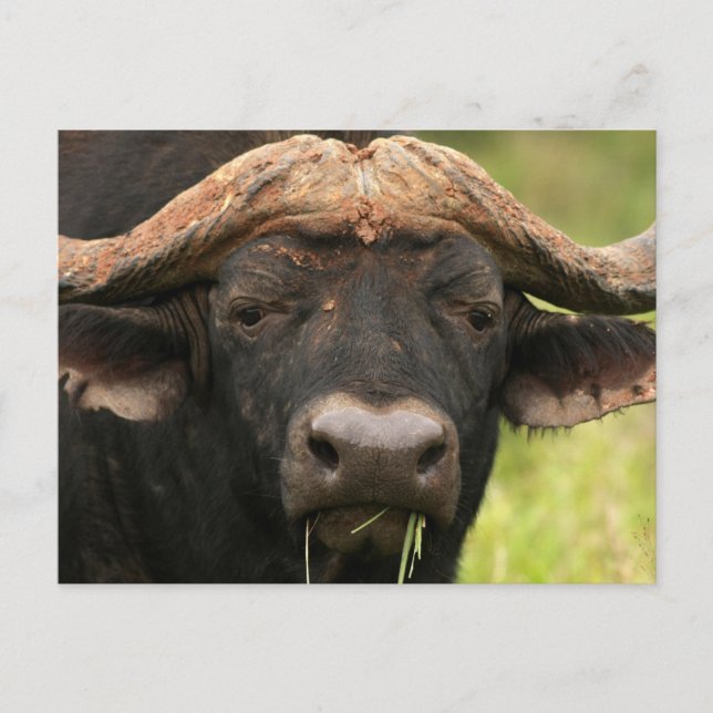 Water Buffalo  Postcard (Front)