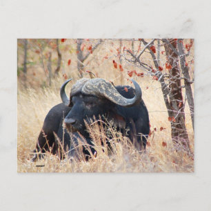 water buffalo postcard