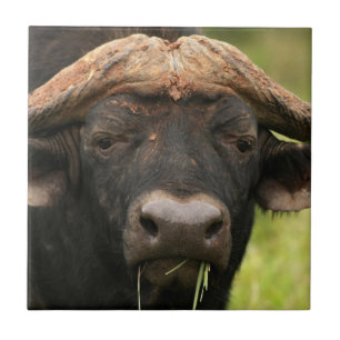 Water Buffalo Tile