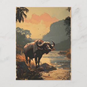 Water Buffalo vintage Postcard