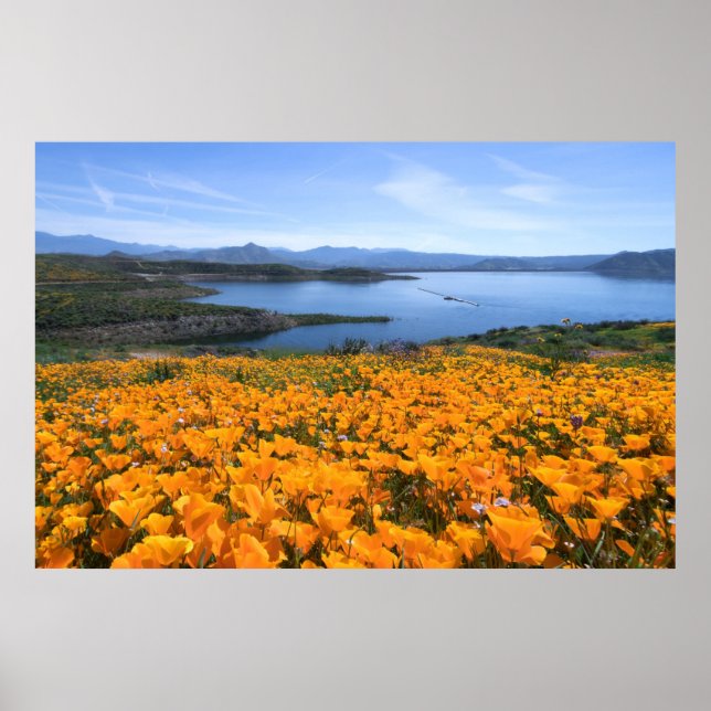 Water | California Lake With Golden Poppies Poster (Front)