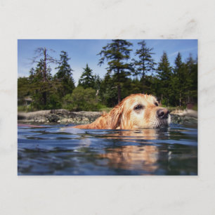 Water Dog - Postcard