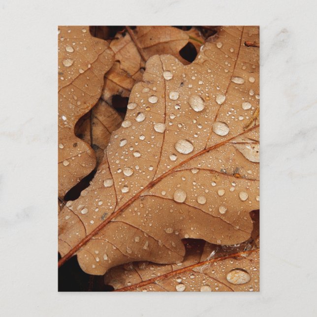 Water Drop Autumn Leaf Fall Nature Forest Destiny Postcard (Front)