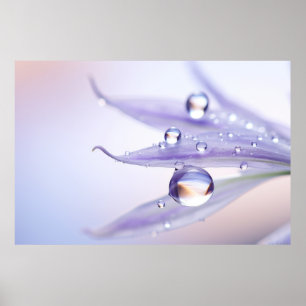 Water Drop Dewdrop Nature Serene Calm Poster