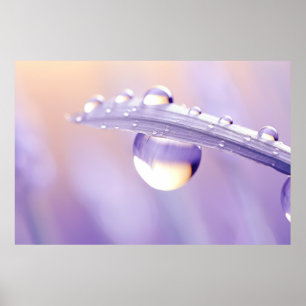 Water Drop Dewdrop Nature Serene Calm Poster