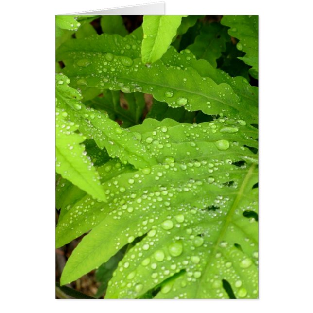 Water Drop Fern (Front)