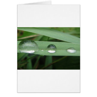 Water drop on blade of grass