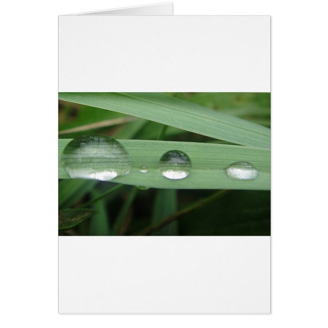 Water drop on blade of grass (Front)