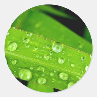 water drop on leaves classic round sticker