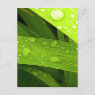 water drop on leaves postcard