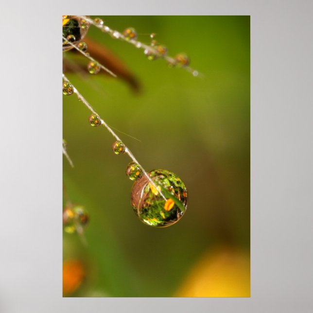 Water Droplet Close Up Poster (Front)