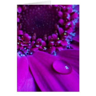 Water Droplet On Petal