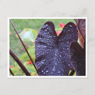 Water Droplets on Dark Leaf Botanical Postcard