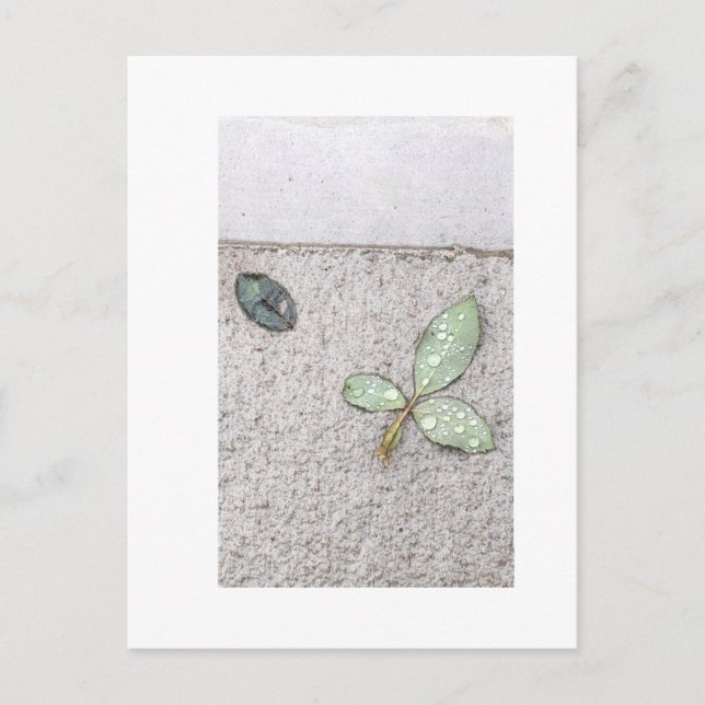 Water droplets on leaves photography postcard (Front)