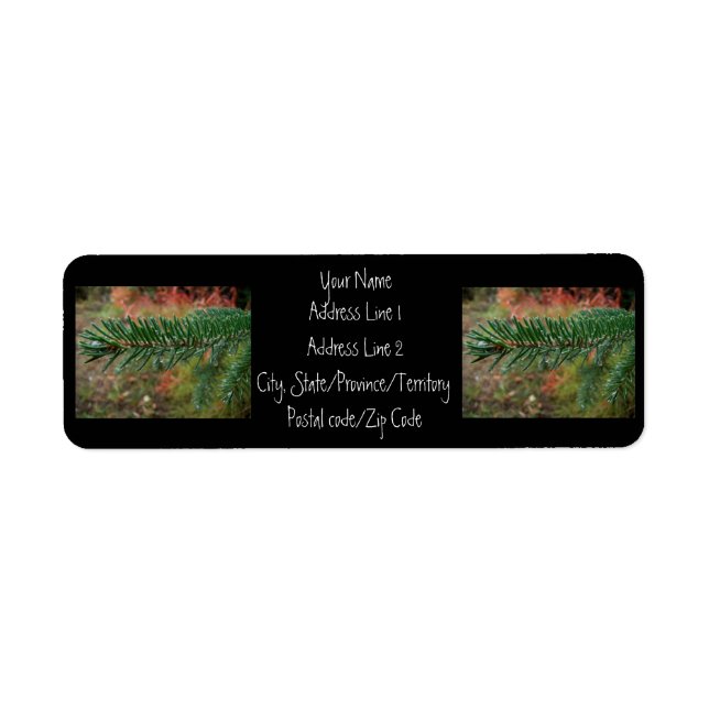 Water Droplets on Spruce Bough (Front)