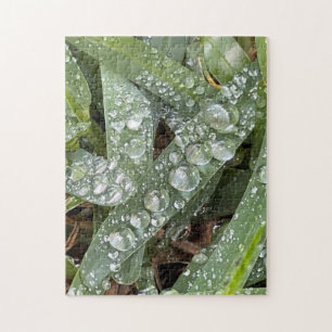Water drops on grass jigsaw puzzle