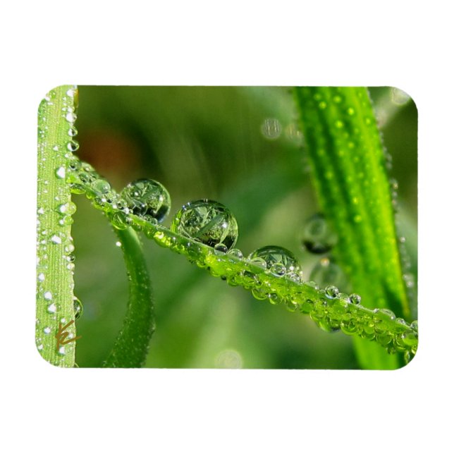 Water Drops on Green Grass Lush, Peaceful, Nature Magnet (Horizontal)
