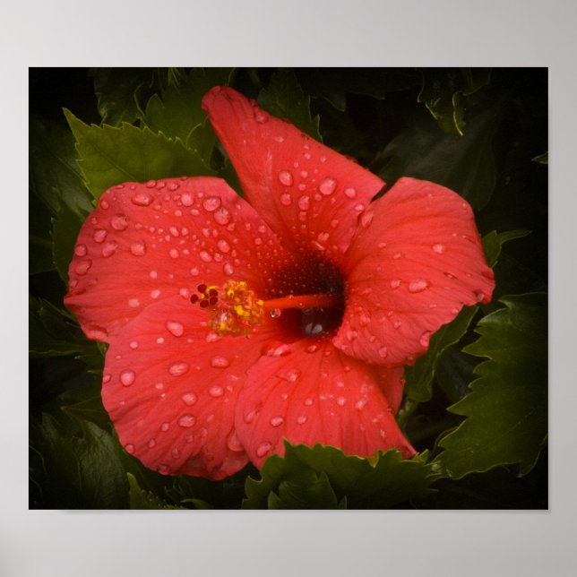 Water Drops on Hibiscus Poster (Front)
